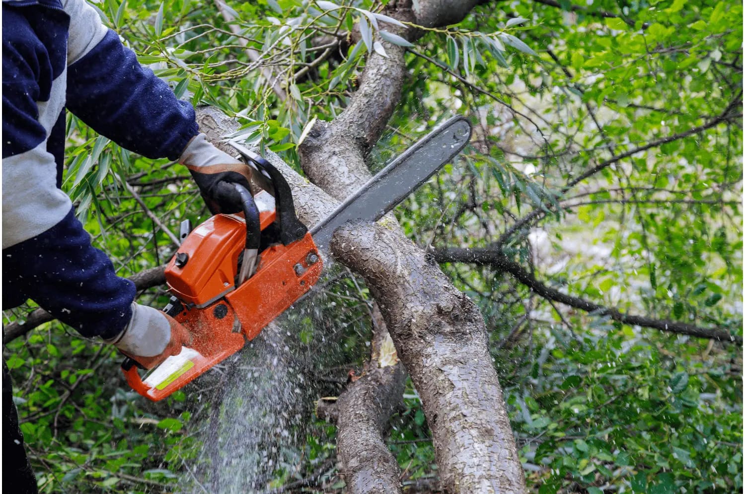 Tree Trimming and Hedge Services in Seattle