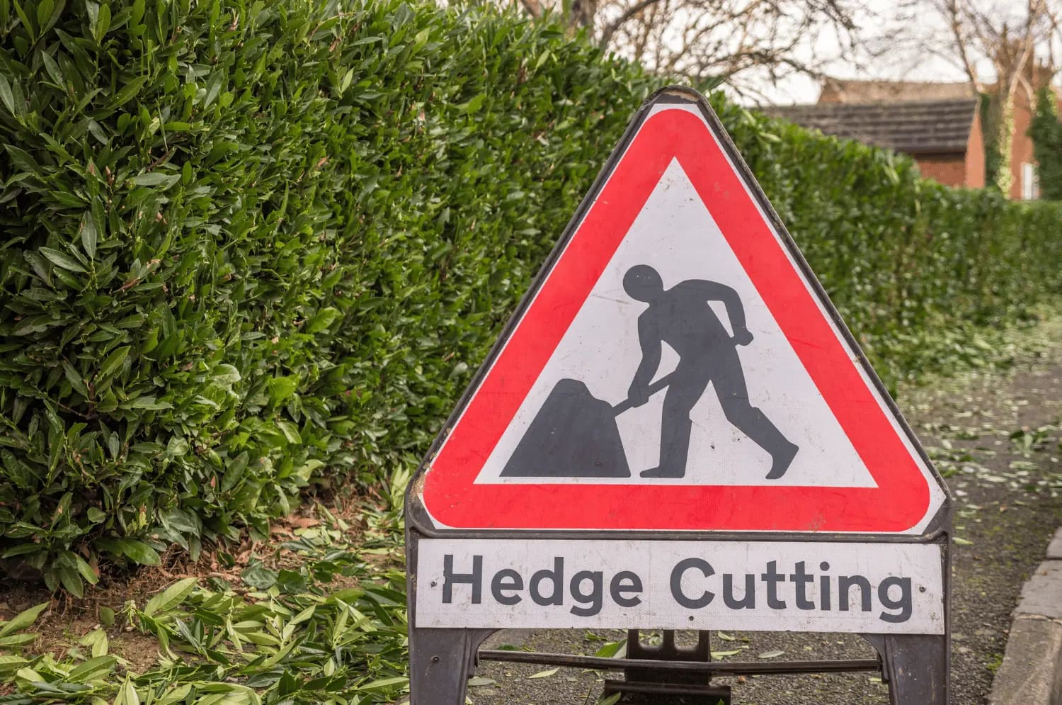 Tree Trimming and Hedge Services in Seattle